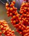 Tyrni Friesdorfer Orange