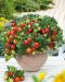 Kotipuutarhurin tomaatti mix 3 kpl