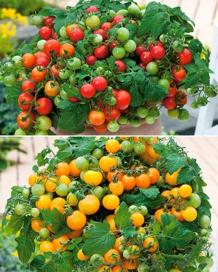 Parveketomaatti mix 6 kpl