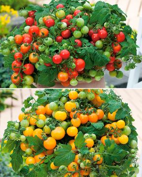 Parveketomaatti mix 3 kpl