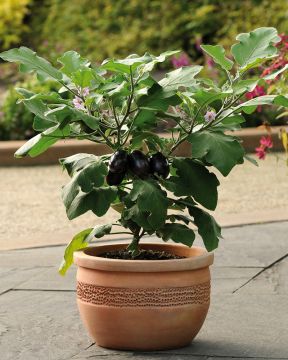 Patiomunakoiso Patio Baby 3 kpl