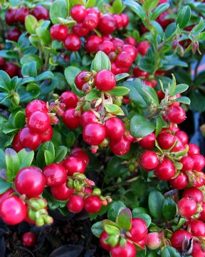 Pensaspuolukka Red Pearl 3 kpl