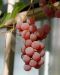 Viiniköynnös Einset Seedless