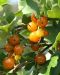 Kultaherukka Orangesse