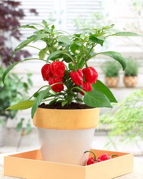Chilipaprika Calita Red F1