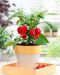 Chilipaprika Calita Red F1