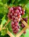 Viiniköynnös Somerset Seedless