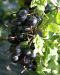 Kultaherukka Black Pearl