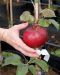 Pilariomenapuu Triumf