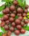Kirsikkatomaatti Chocolate Cherry 3 kpl