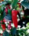 Chilipaprika Apache