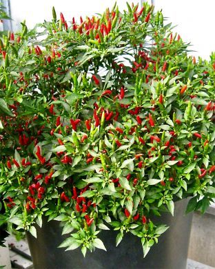 Chilipaprika Demon Red