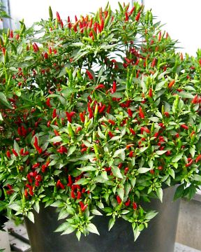 Chilipaprika Demon Red