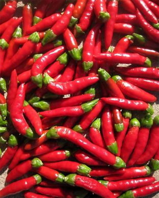 Chilipaprika Demon Red