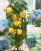 Vihannespaprika Cuby Yellow 3 kpl