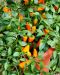 Chilipaprika Zest