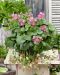 Mansikka Summer Breeze Pink 3 kpl