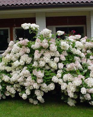 Syyshortensian aitataimet 6 kpl