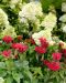 Syreenihortensia Limelight
