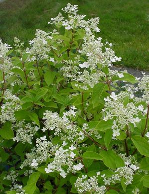 Mustilanhortensia