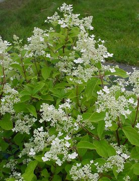 Mustilanhortensia