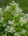 Mustilanhortensia