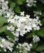Mustilanhortensia