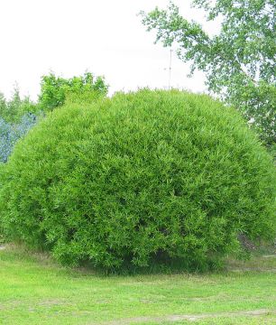 Terijoensalava