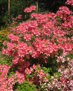 Revontuliatsalea Rosy Lights 