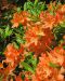 Revontuliatsalea Mandarin Lights 