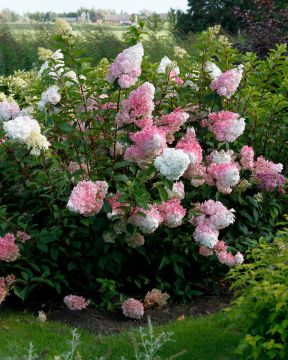 Japaninhortensia Vanille Fraise 3 litran astiataimi