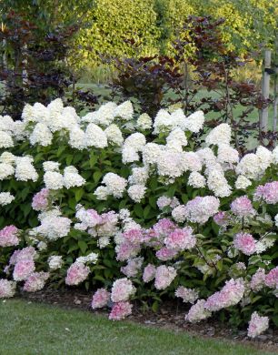 Japaninhortensia Vanille Fraise 3 litran astiataimi