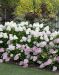 Japaninhortensia Vanille Fraise