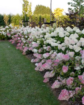 Japaninhortensia Vanille Fraise 3 litran astiataimi