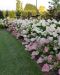 Japaninhortensia Vanille Fraise 3 litran astiataimi