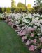 Japaninhortensia Vanille Fraise