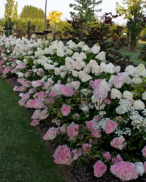 Japaninhortensia Vanille Fraise 3 litran astiataimi
