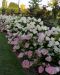 Japaninhortensia Vanille Fraise 3 litran astiataimi