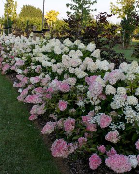 Japaninhortensia Vanille Fraise