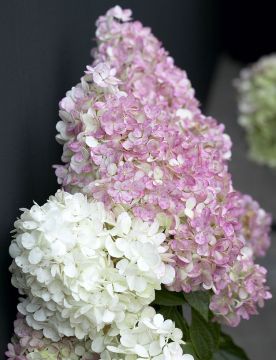 Japaninhortensia Vanille Fraise 3 litran astiataimi