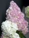 Japaninhortensia Vanille Fraise 3 litran astiataimi