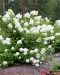 Japaninhortensia Vanille Fraise