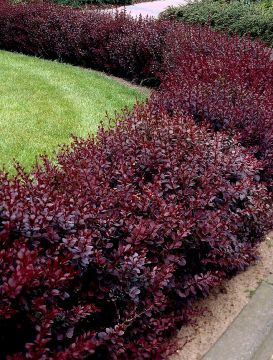 Purppurahappomarja Atropurpurea Nana 