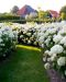 Pallohortensia Annabelle
