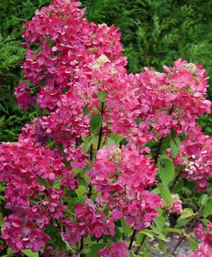 Japaninhortensia  Diamant Rouge