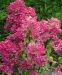Japaninhortensia  Diamant Rouge