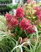 Japaninhortensia  Diamant Rouge