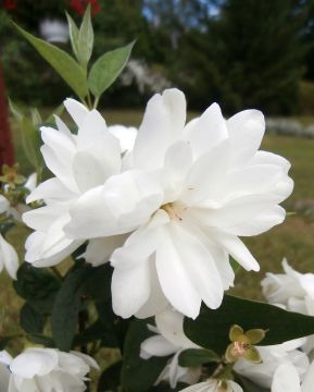 Kameliajasmike Snowbelle