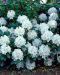 Valkoalppiruusu Cunningham´s White 