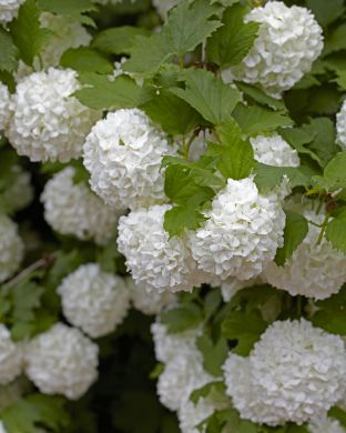 Lumipalloheisi Roseum